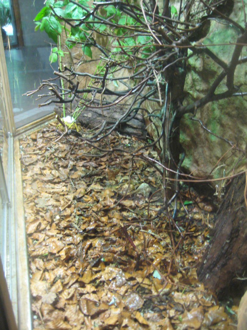 Nürnberg Tiergarten - Naturkundehaus - Stick insect exhibit