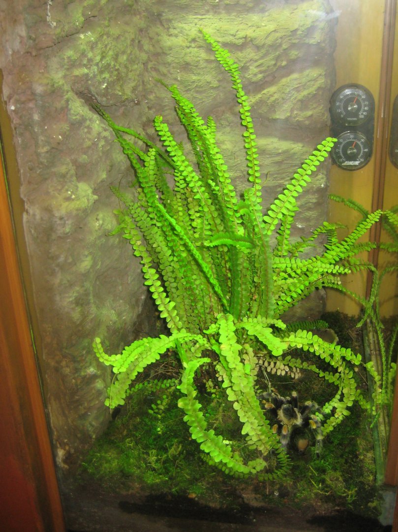 Nürnberg Tiergarten - Naturkundehaus - Tarantula exhibit