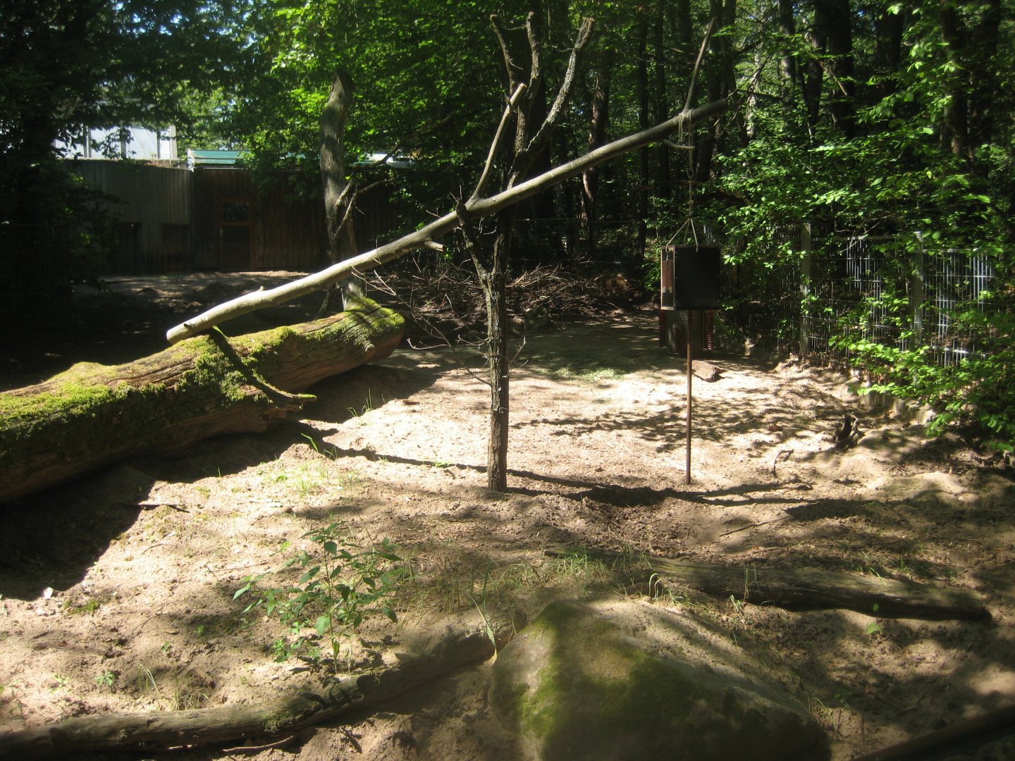 Nürnberg Tiergarten - Red river hog exhibit