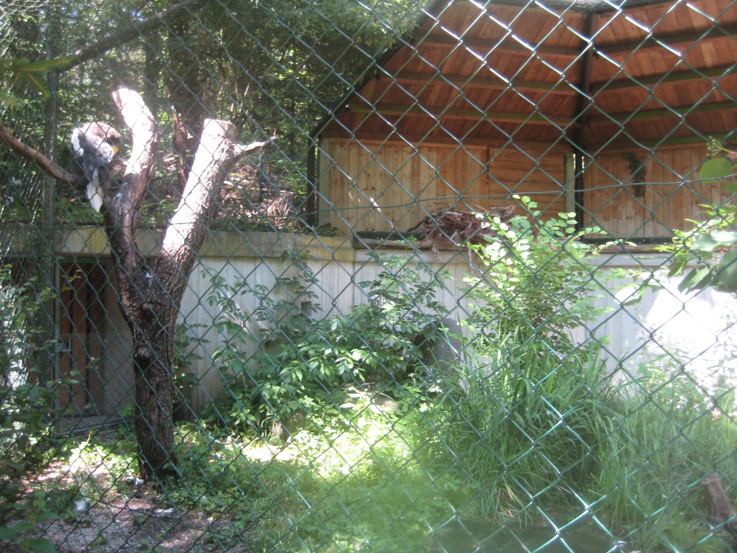 Nürnberg Tiergarten - Sea eagle aviary