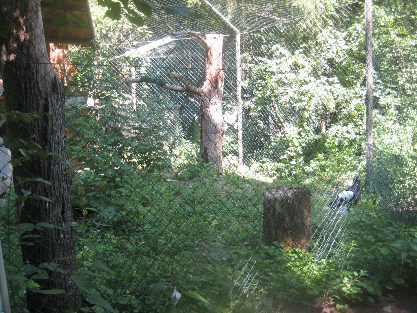 Nürnberg Tiergarten - Sea eagle aviary