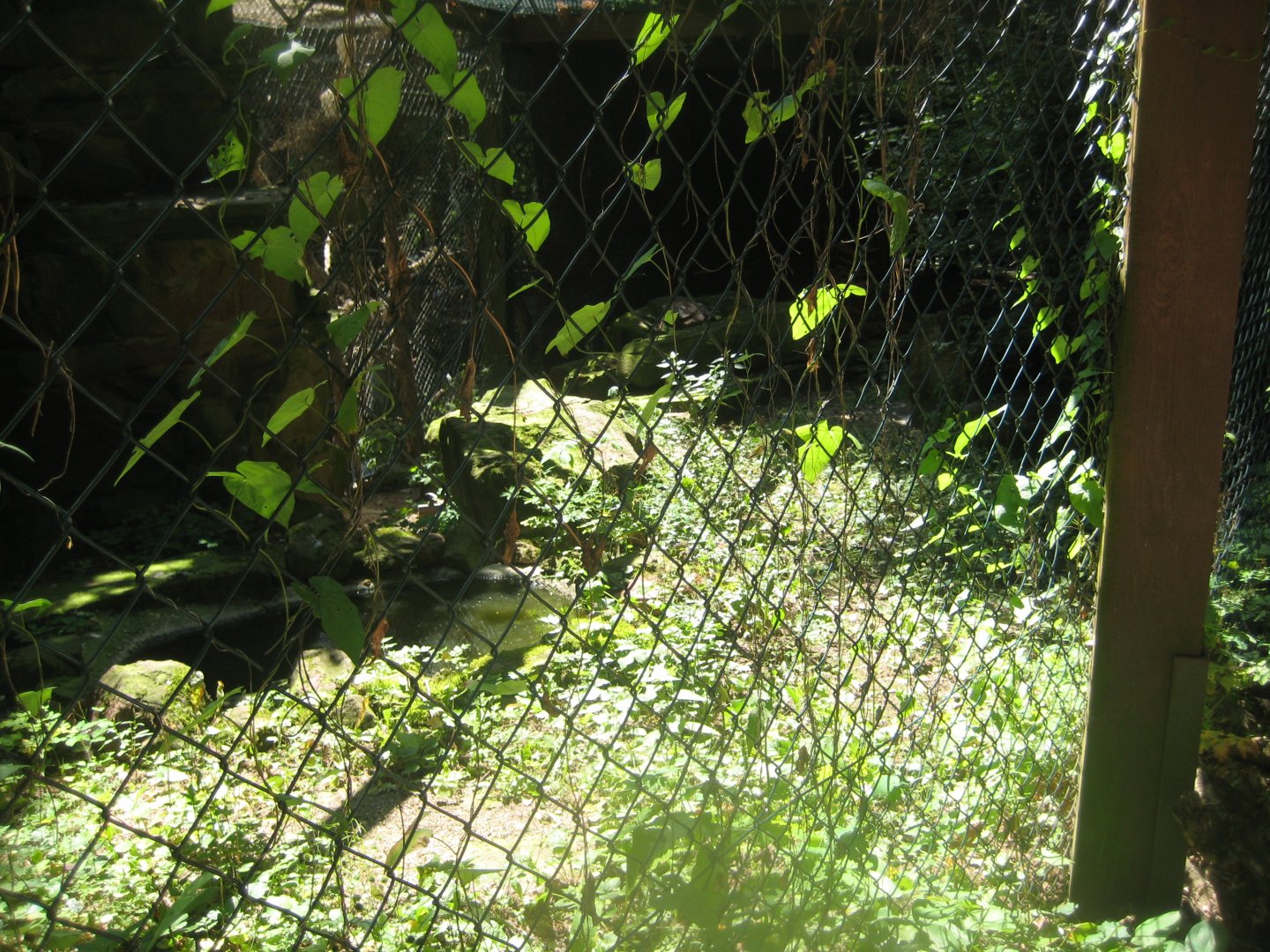 Nürnberg Tiergarten - Snowy owl aviary