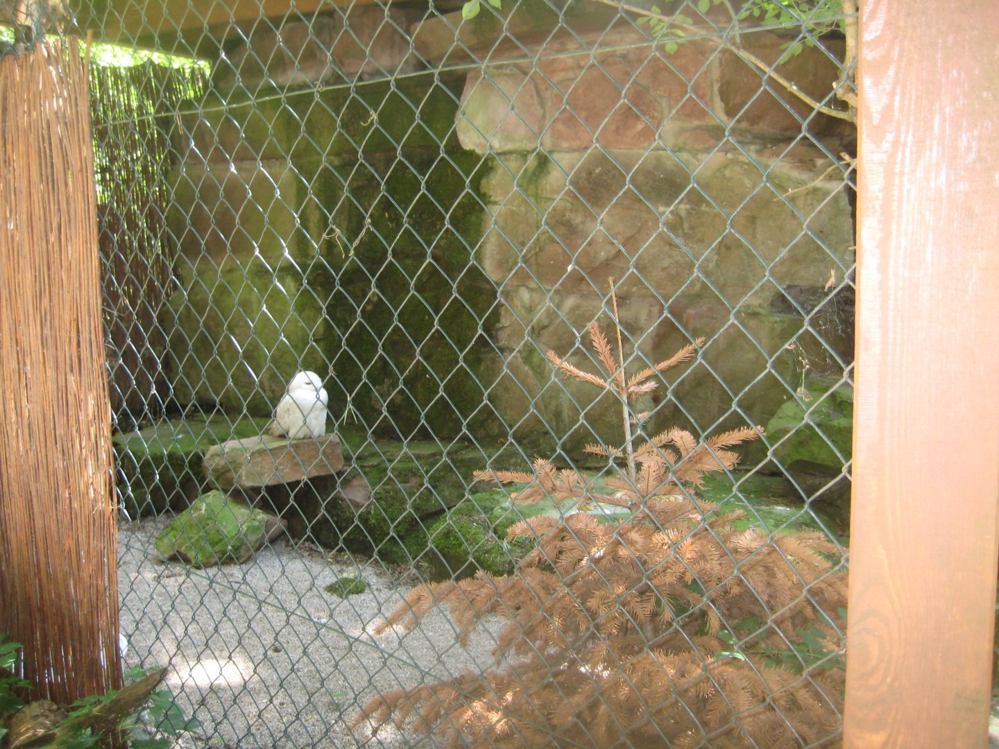 Nürnberg Tiergarten - Snowy owl aviary