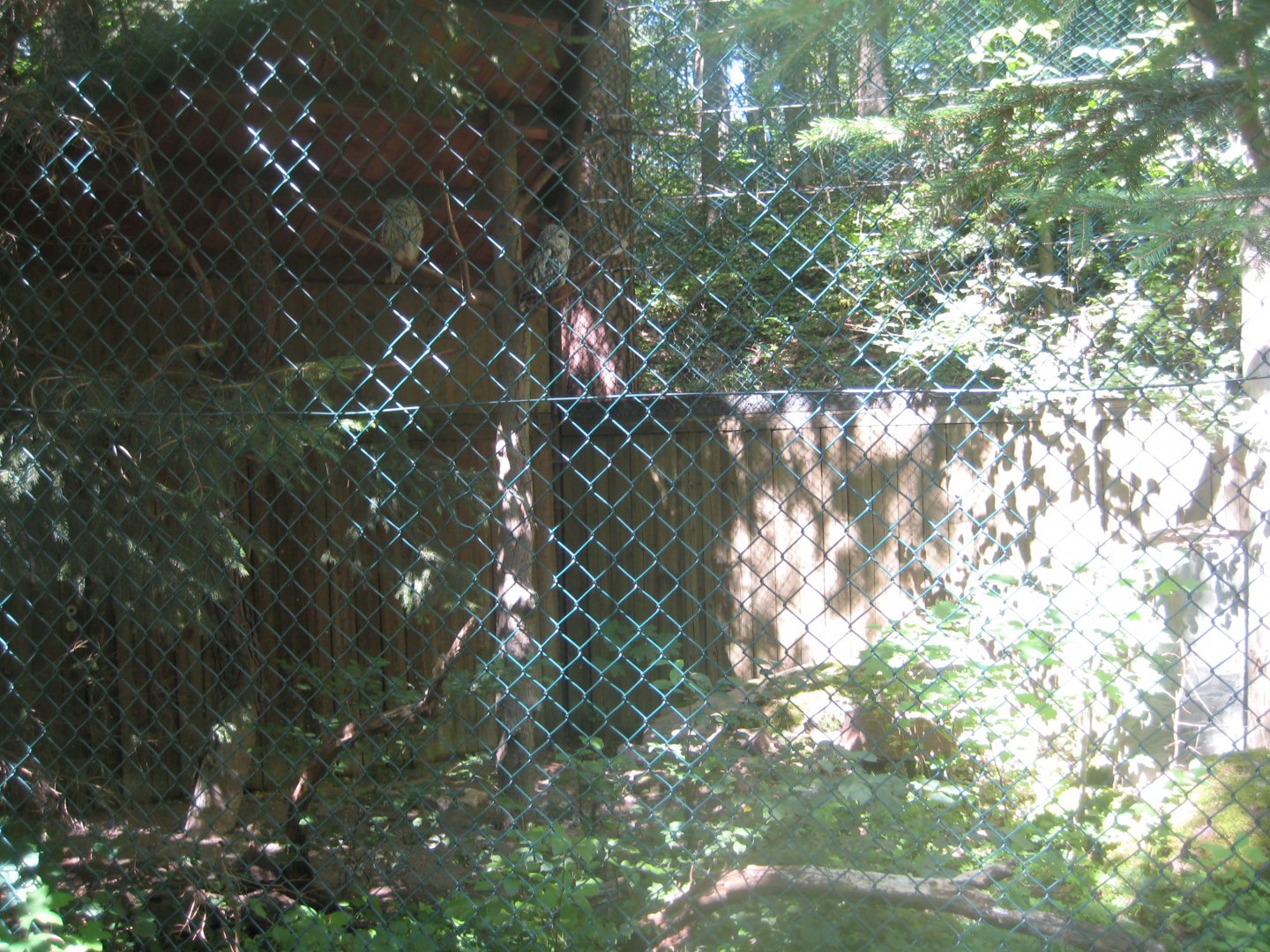 Nürnberg Tiergarten - Ural owl aviary