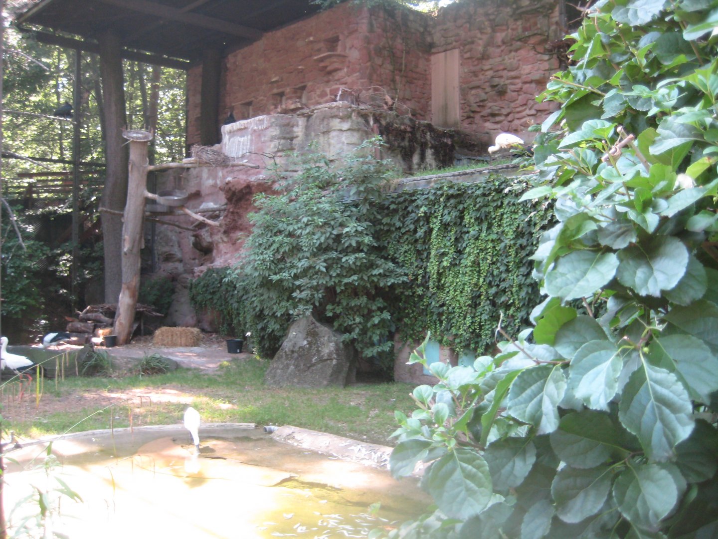 Nürnberg Tiergarten - Walkthrough aviary