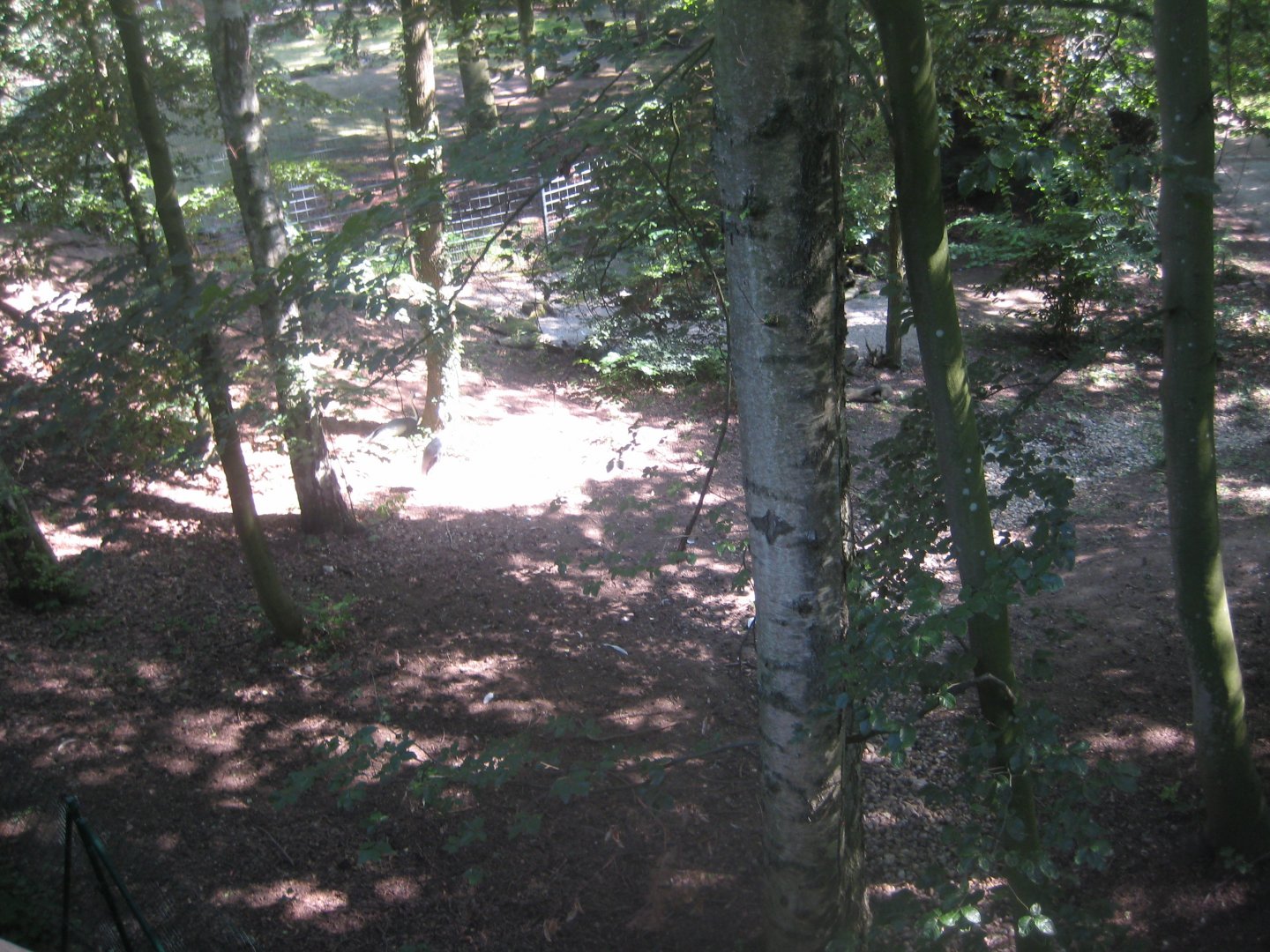 Nürnberg Tiergarten - White-naped crane exhibit