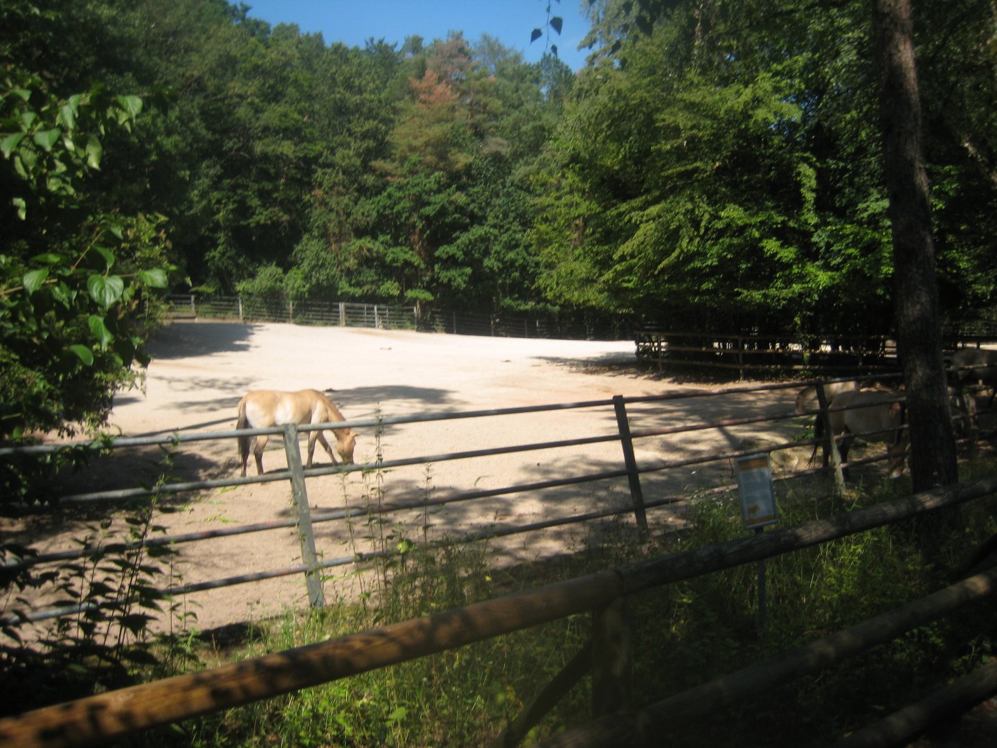 Nürnberg Tiergarten - Wild horse exhibit