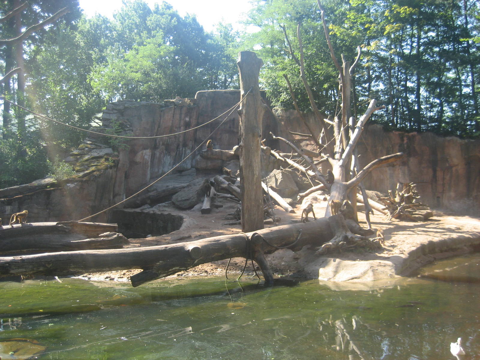 Nürnberg Zoo - Baboon exhibit