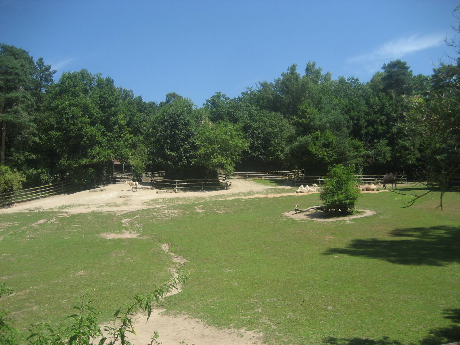 Nürnberg Zoo - Camel/Onager exhibit