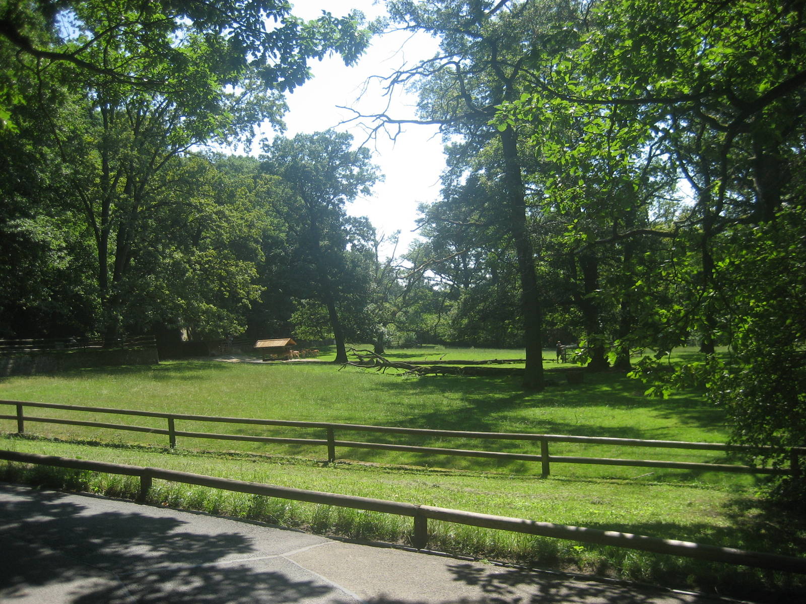 Nürnberg Zoo - Deer exhibit
