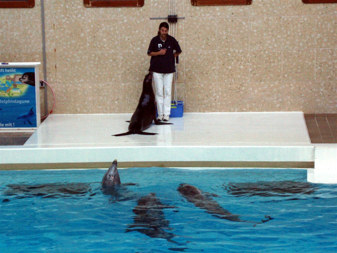 Nürnberg Zoo - Dolphin show