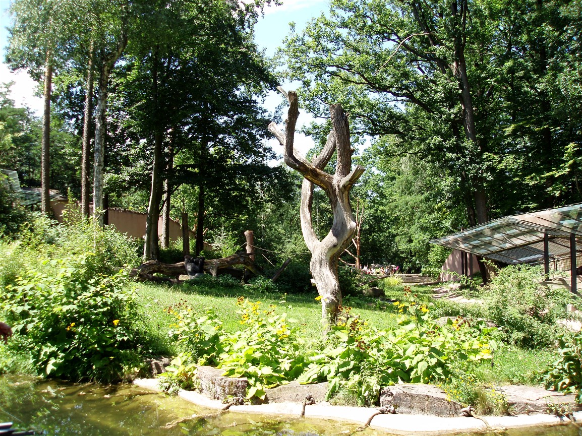 Nürnberg Zoo - Gorilla enclosure