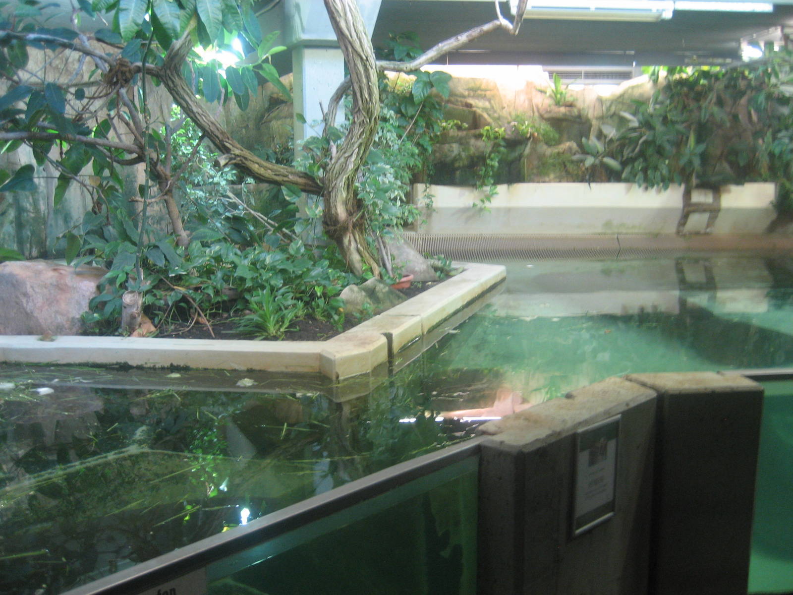 Nürnberg Zoo - Manatee exhibit