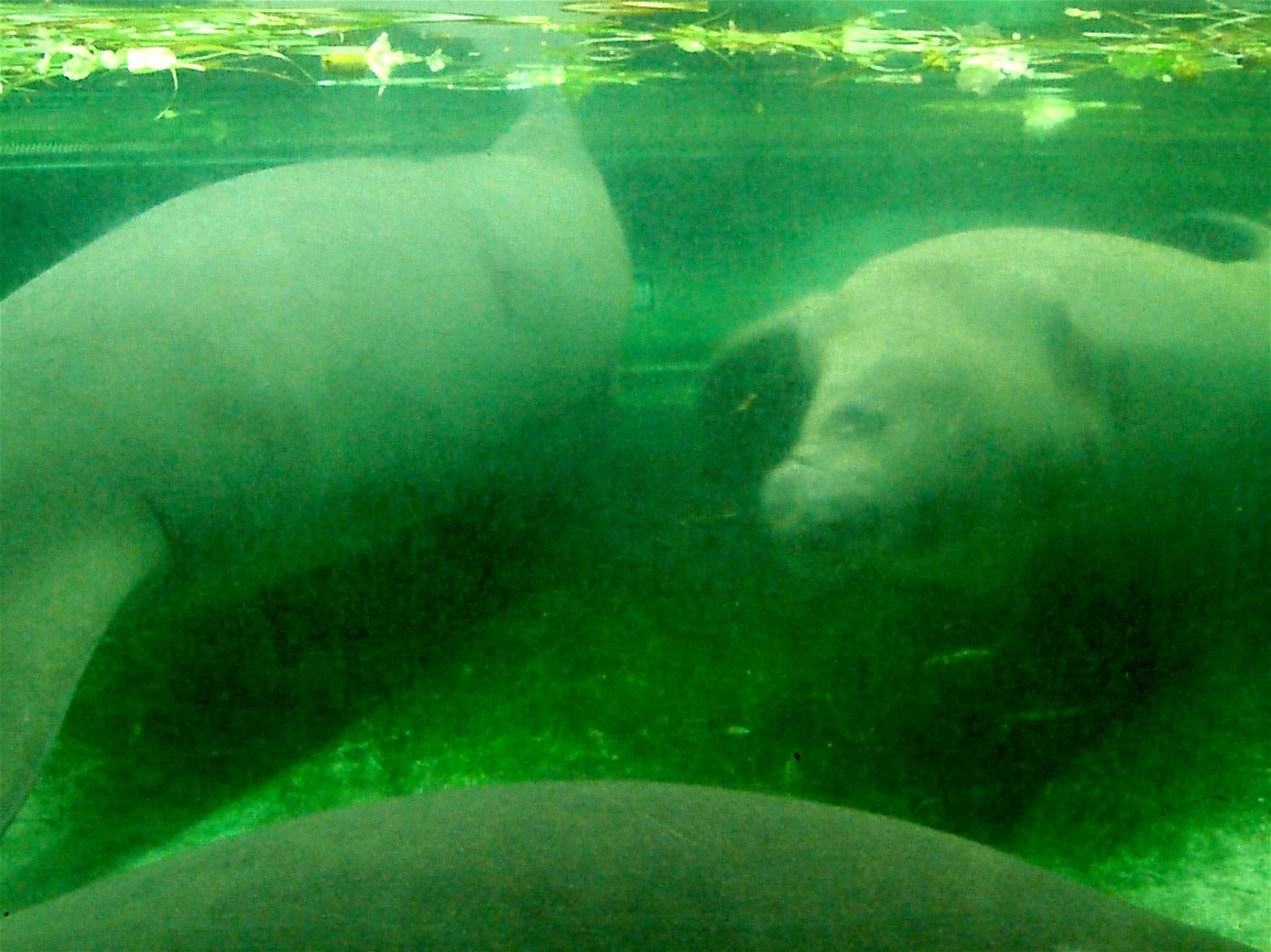 Nürnberg Zoo - Manatees