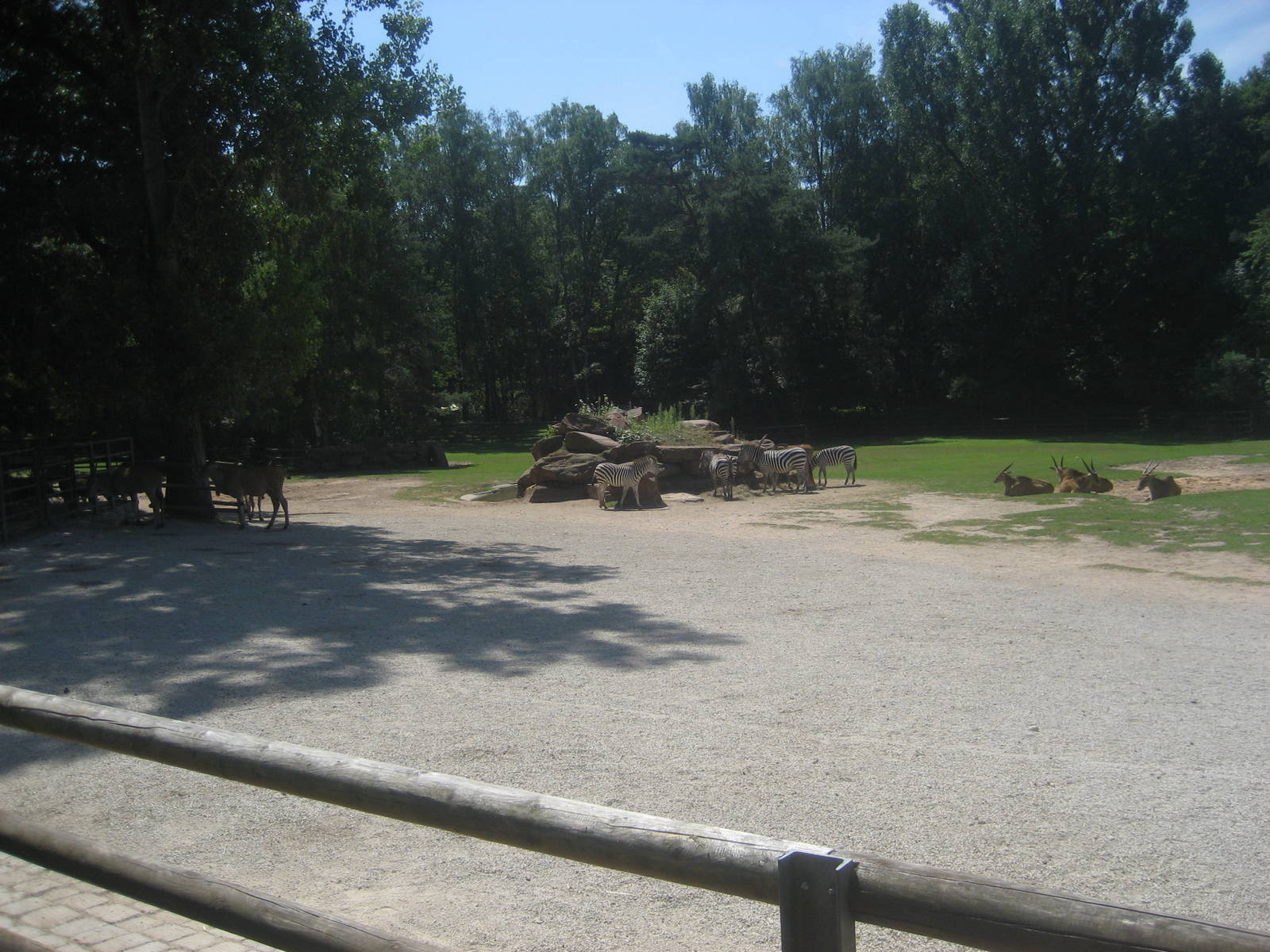 Nürnberg Zoo - Savannah