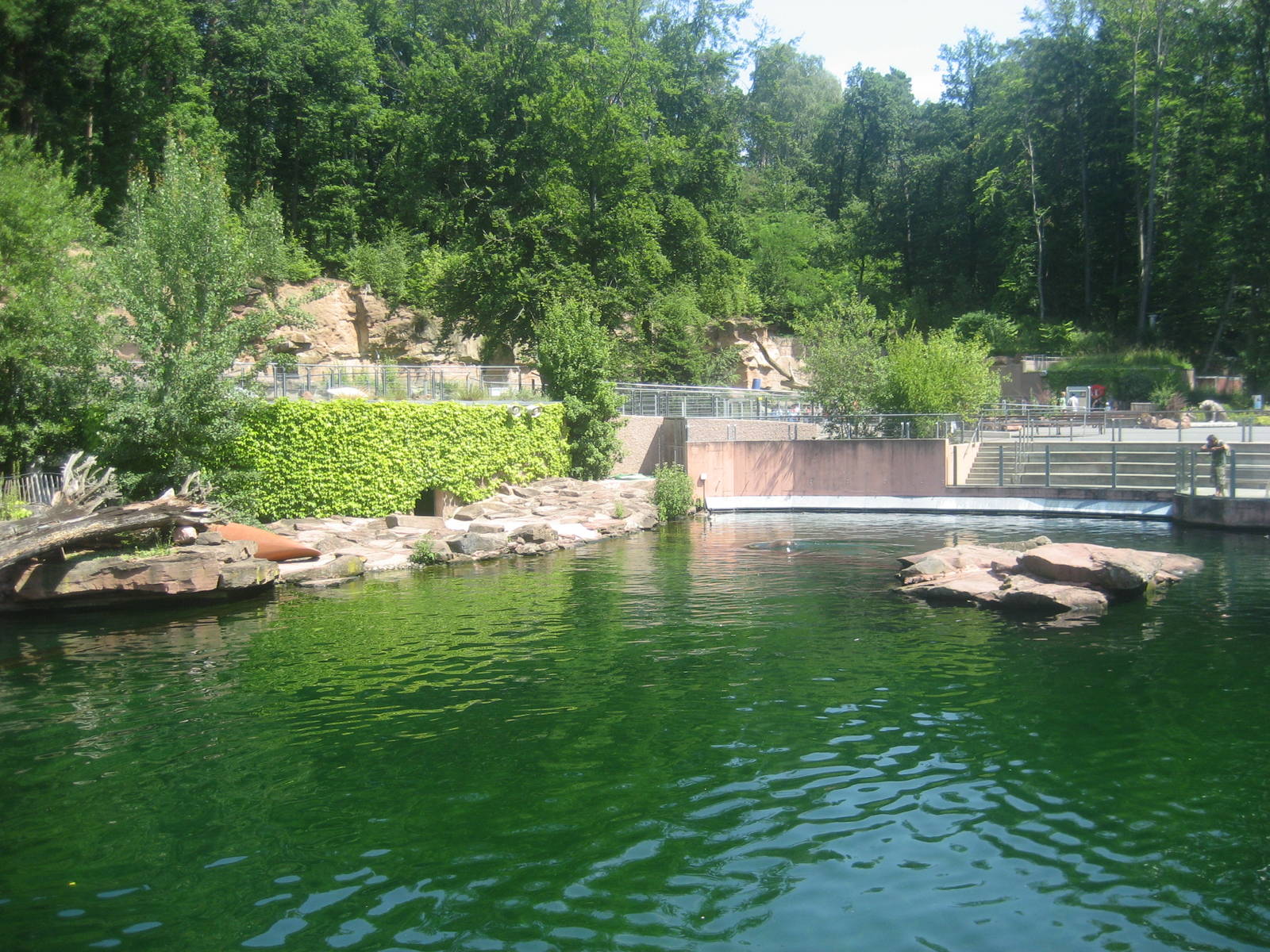 Nürnberg Zoo - Sea lion exhibit
