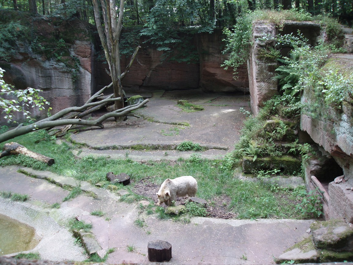Nürnberg Zoo - Syrian bear exhibit