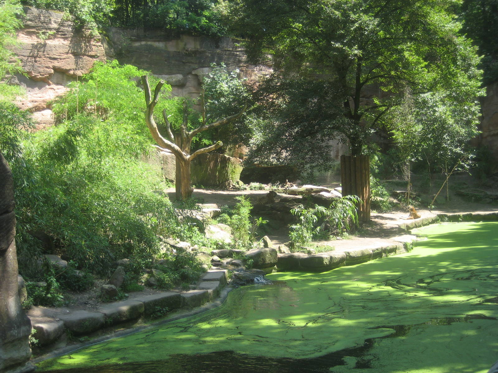 Nürnberg Zoo - Tiger exhibit
