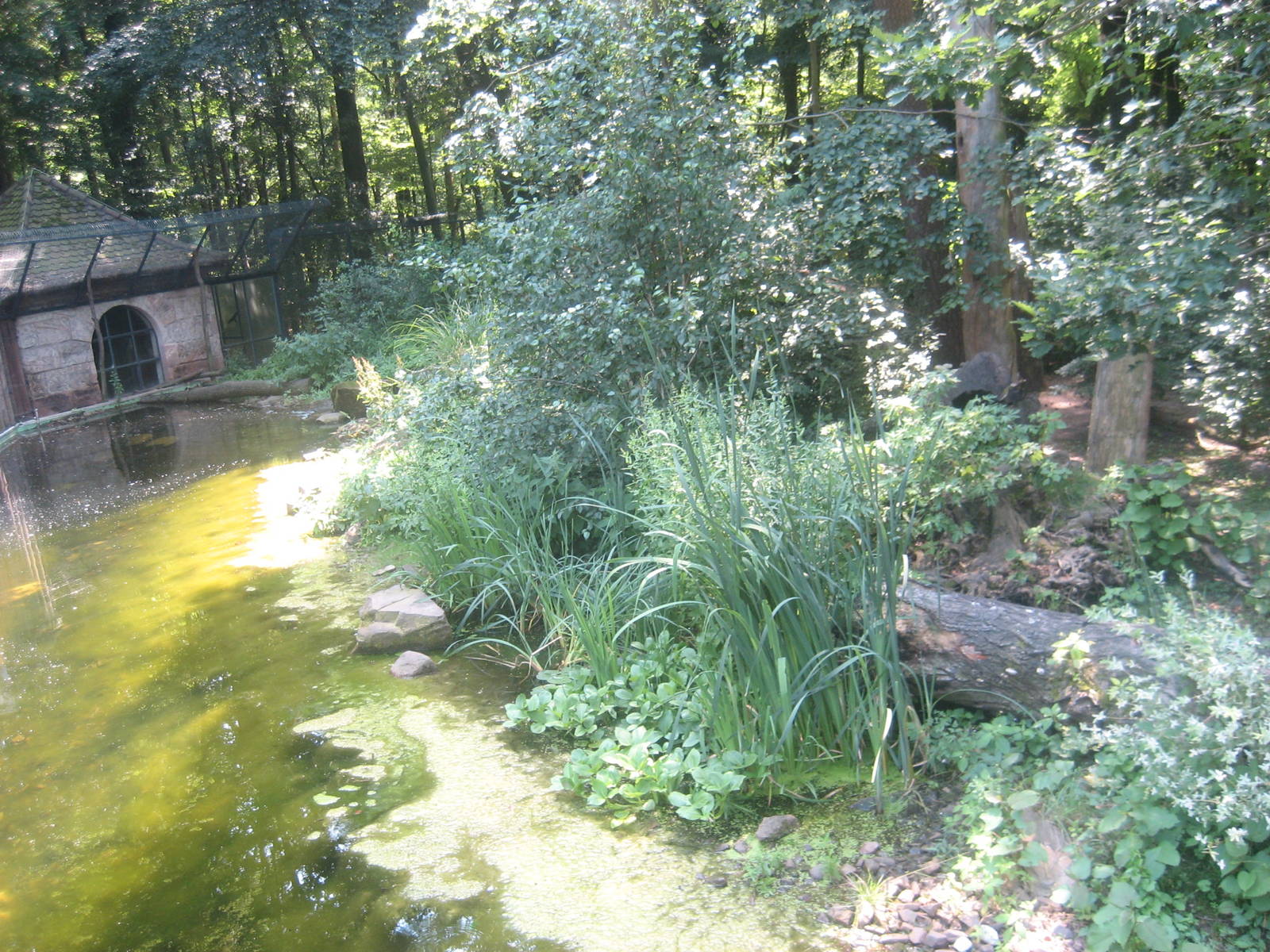 Nürnberg Zoo - Yellow-throated marten exhibit