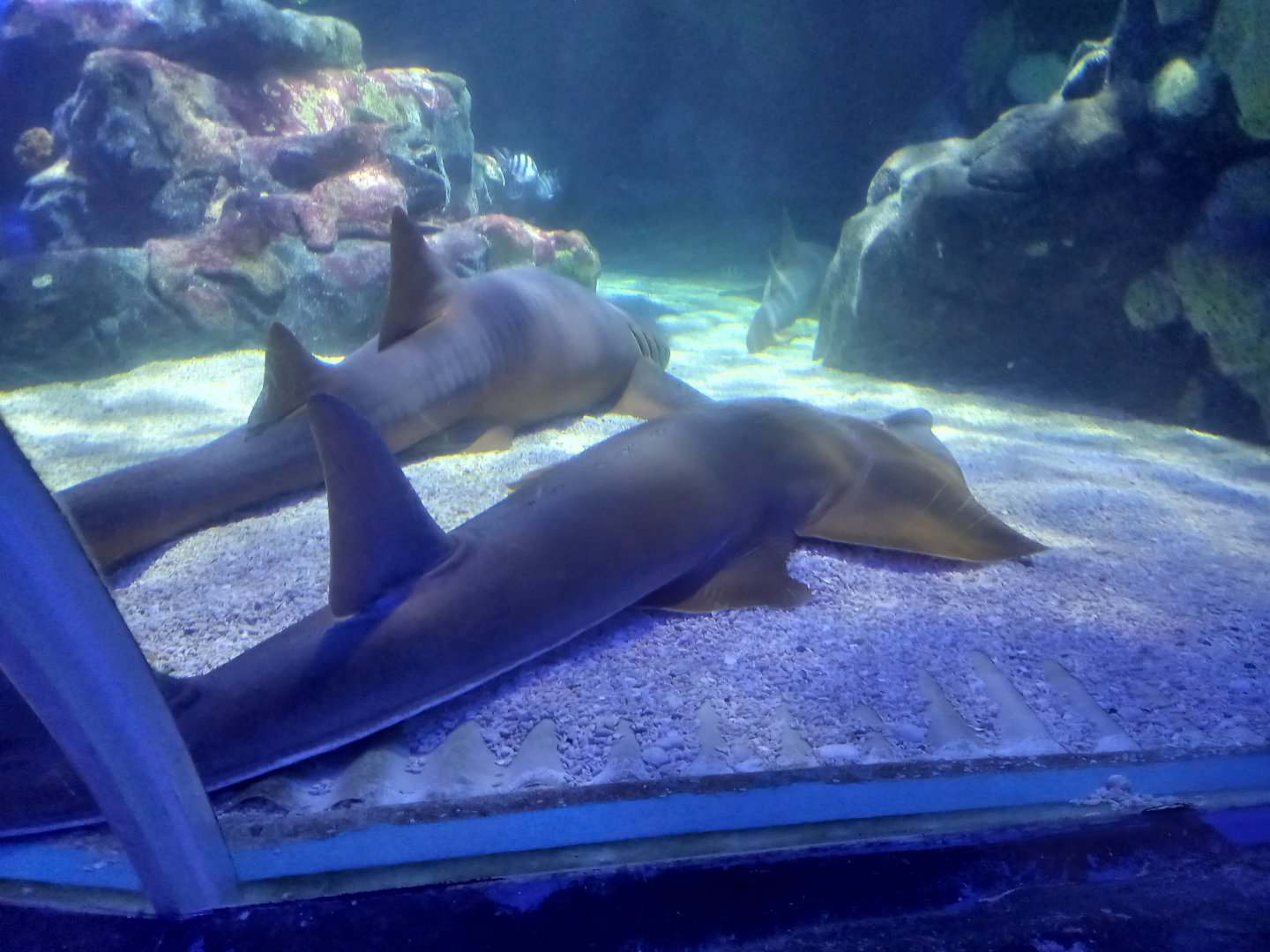 Nurse Shark and Black Chin Guitarfish