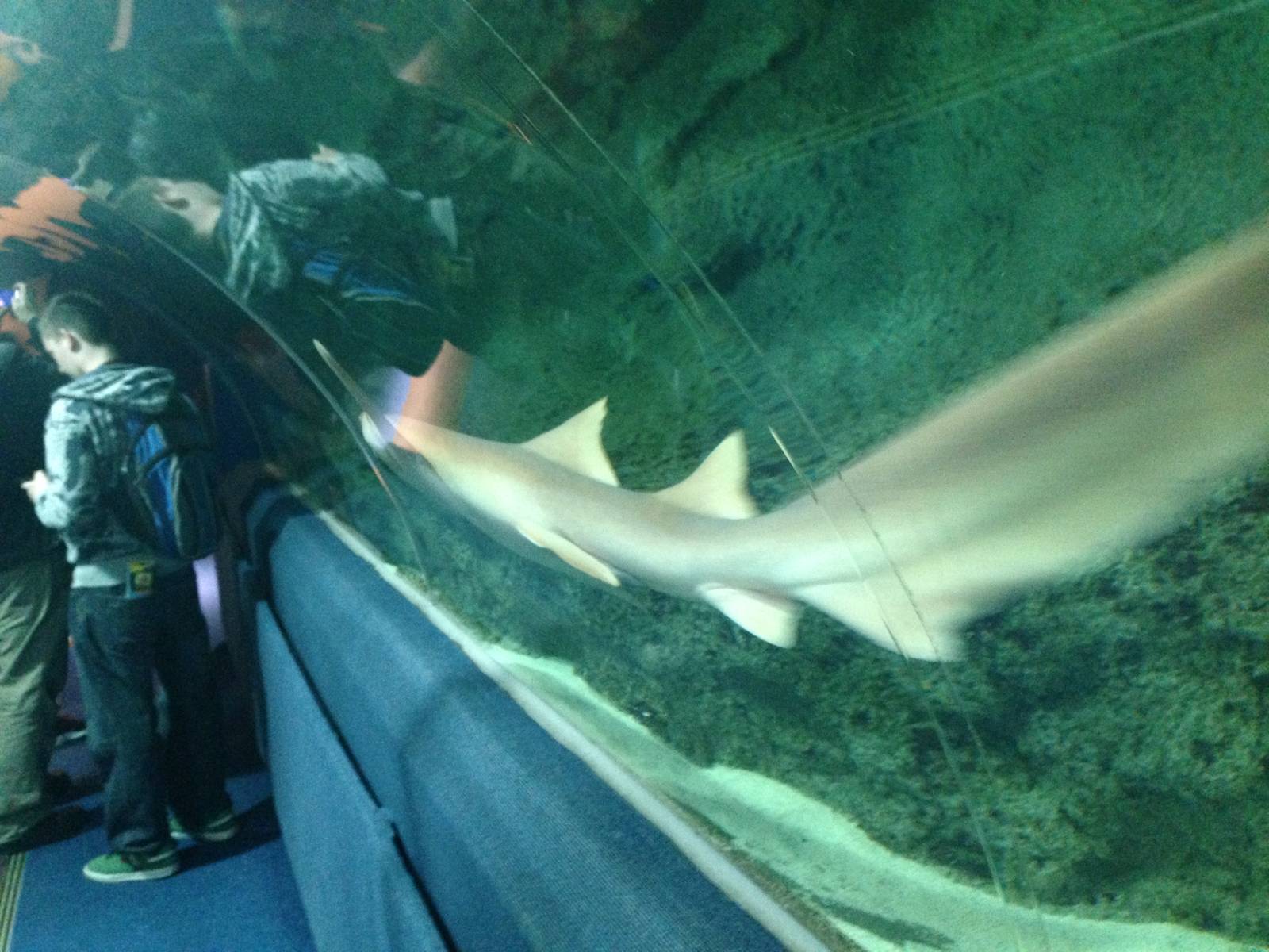 Nurse Shark at Blue Planet Aquarium - 05/10/2013