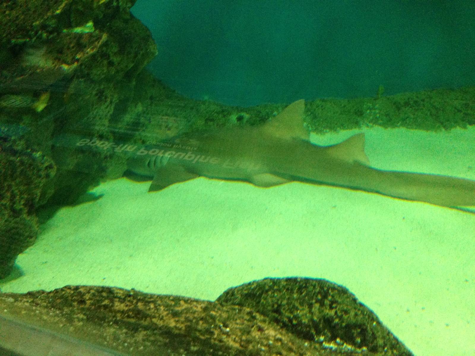 Nurse Shark at Blue Planet Aquarium - 05/10/2013