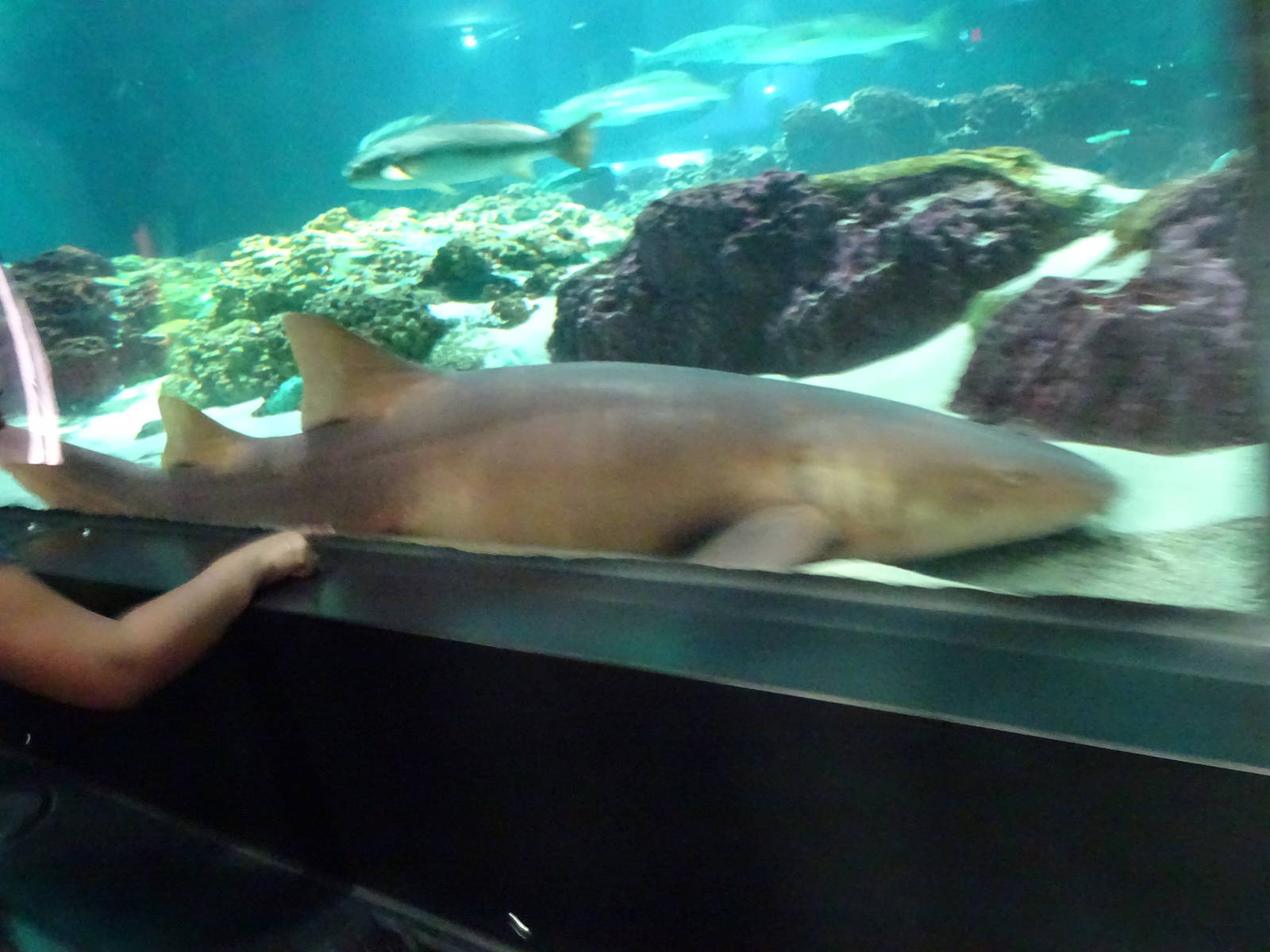 Nurse Shark at SeaWorld Orlando