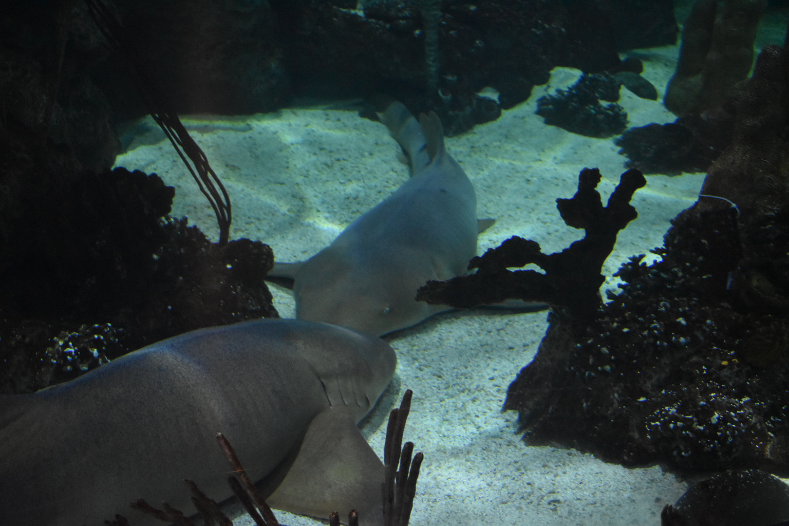 Nurse Shark Congregation