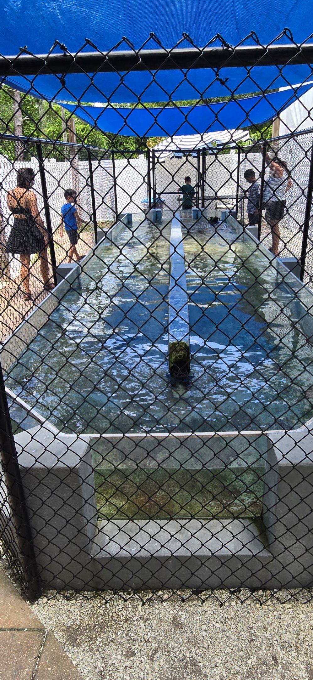 Nurse shark feeding tank