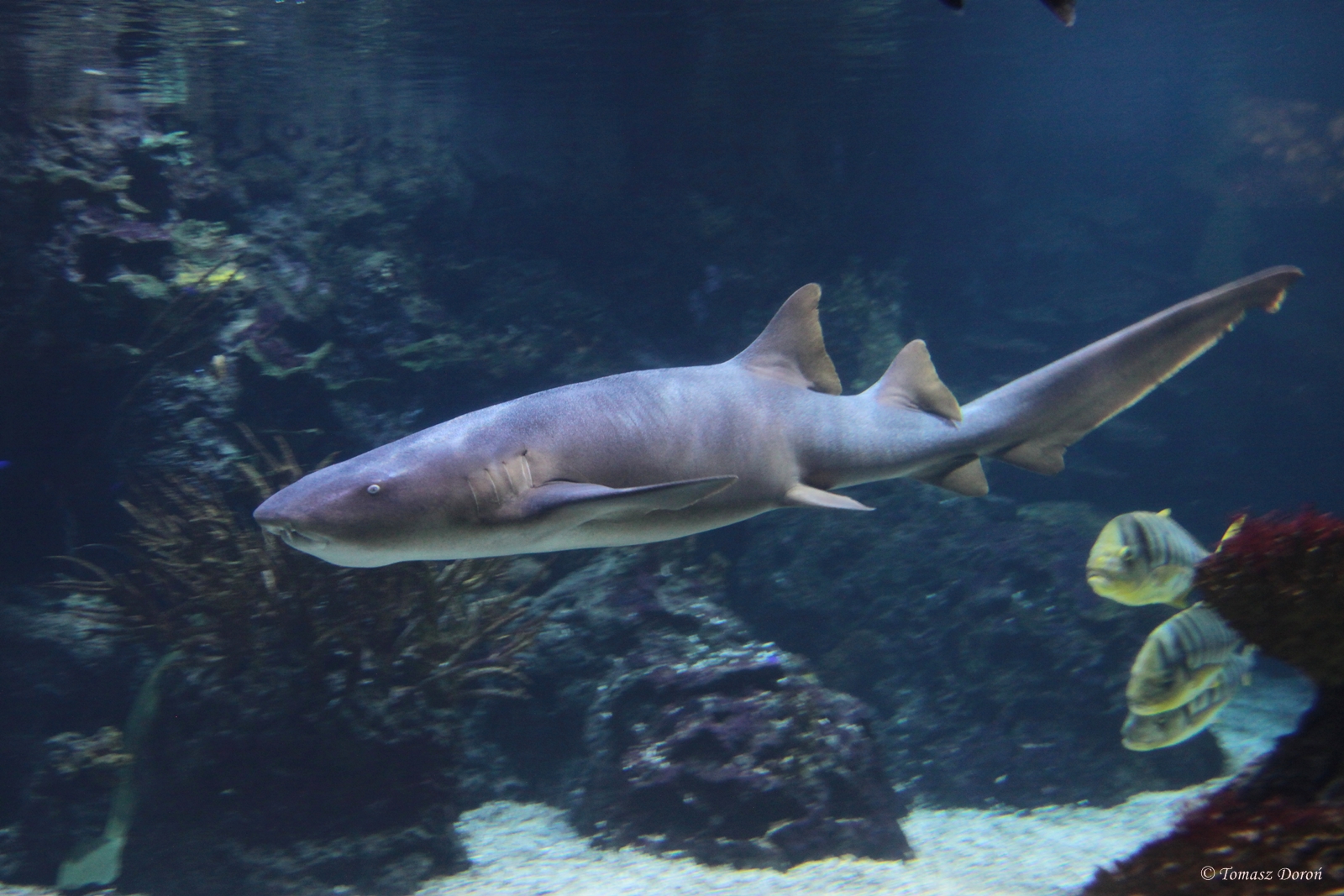 Nurse Shark (Ginglymostoma cirratum)