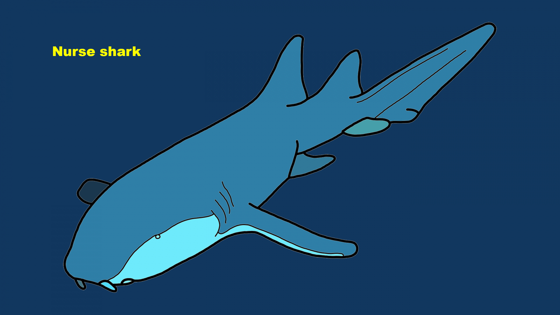 Nurse shark (Ginglymostoma cirratum)