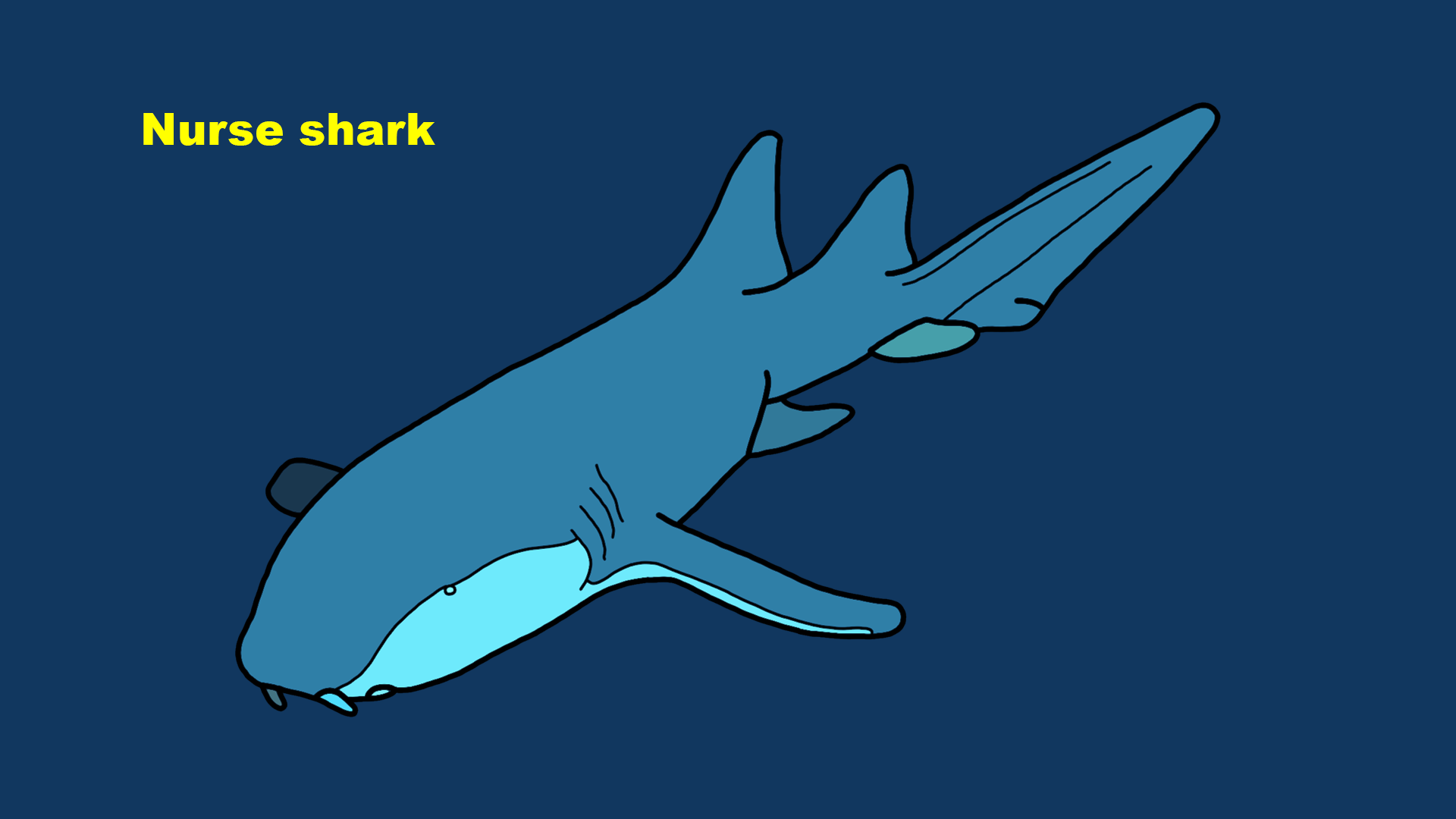 Nurse shark (Ginglymostoma cirratum)