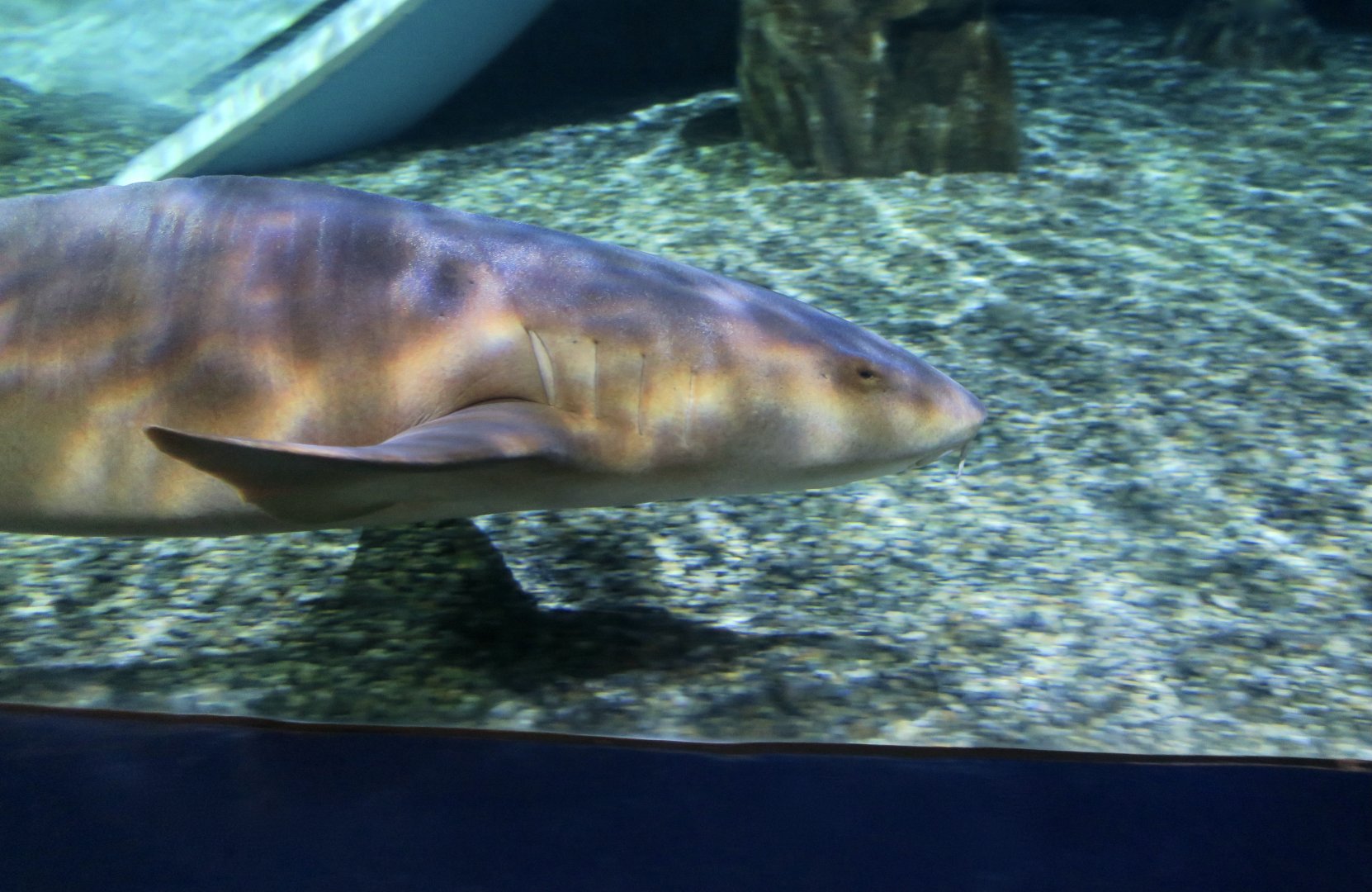 Nurse Shark (Ginglymostoma cirratum)