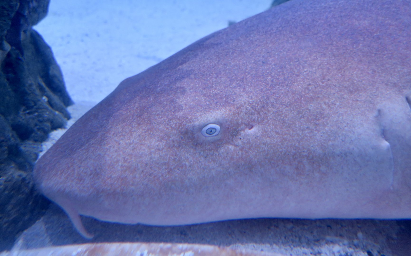 Nurse Shark (Ginglymostoma cirratum)