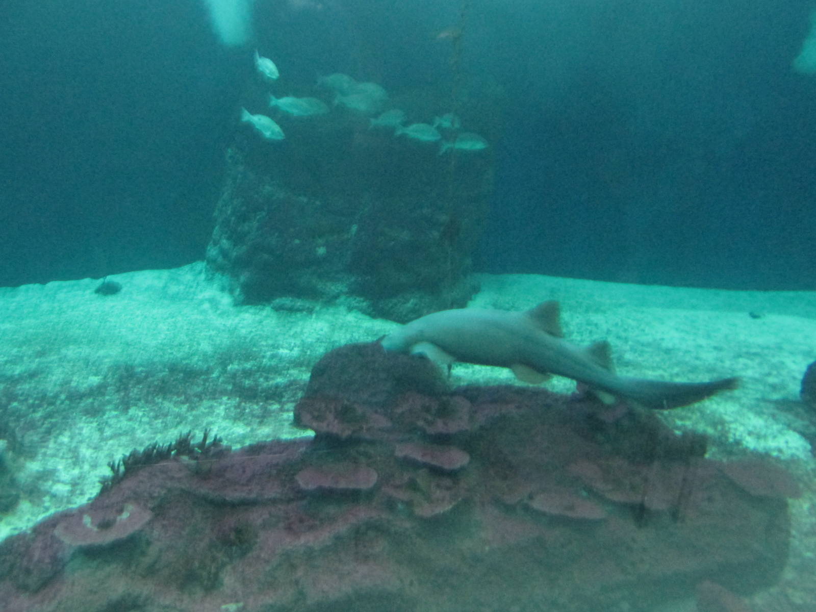 Nurse shark Guadalajara zoo