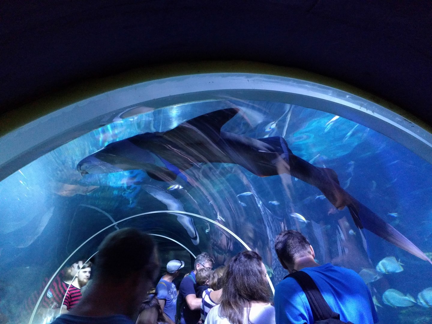 Nurse Shark on top of Shark Tank tunnel