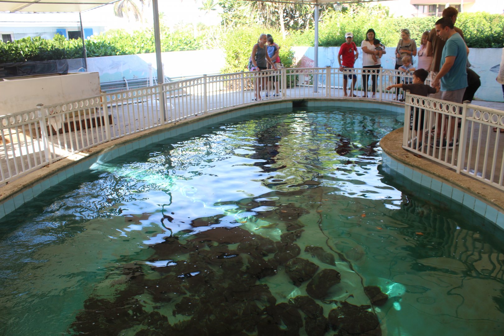 Nurse Shark Pool