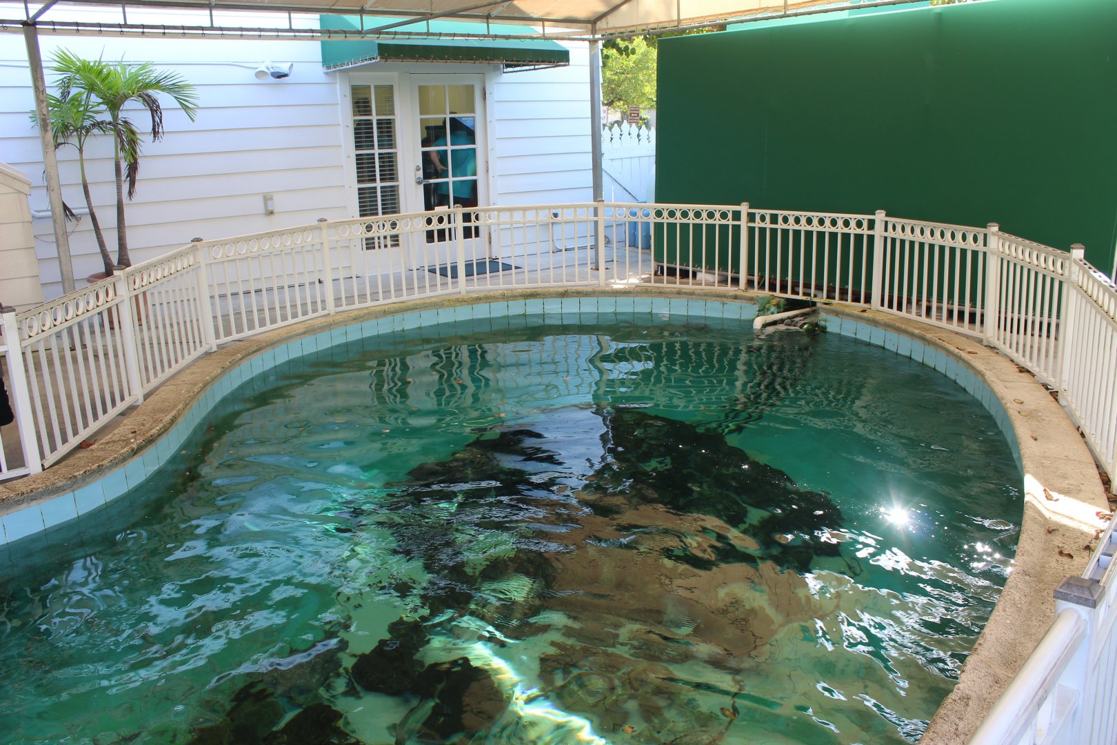Nurse Shark Pool