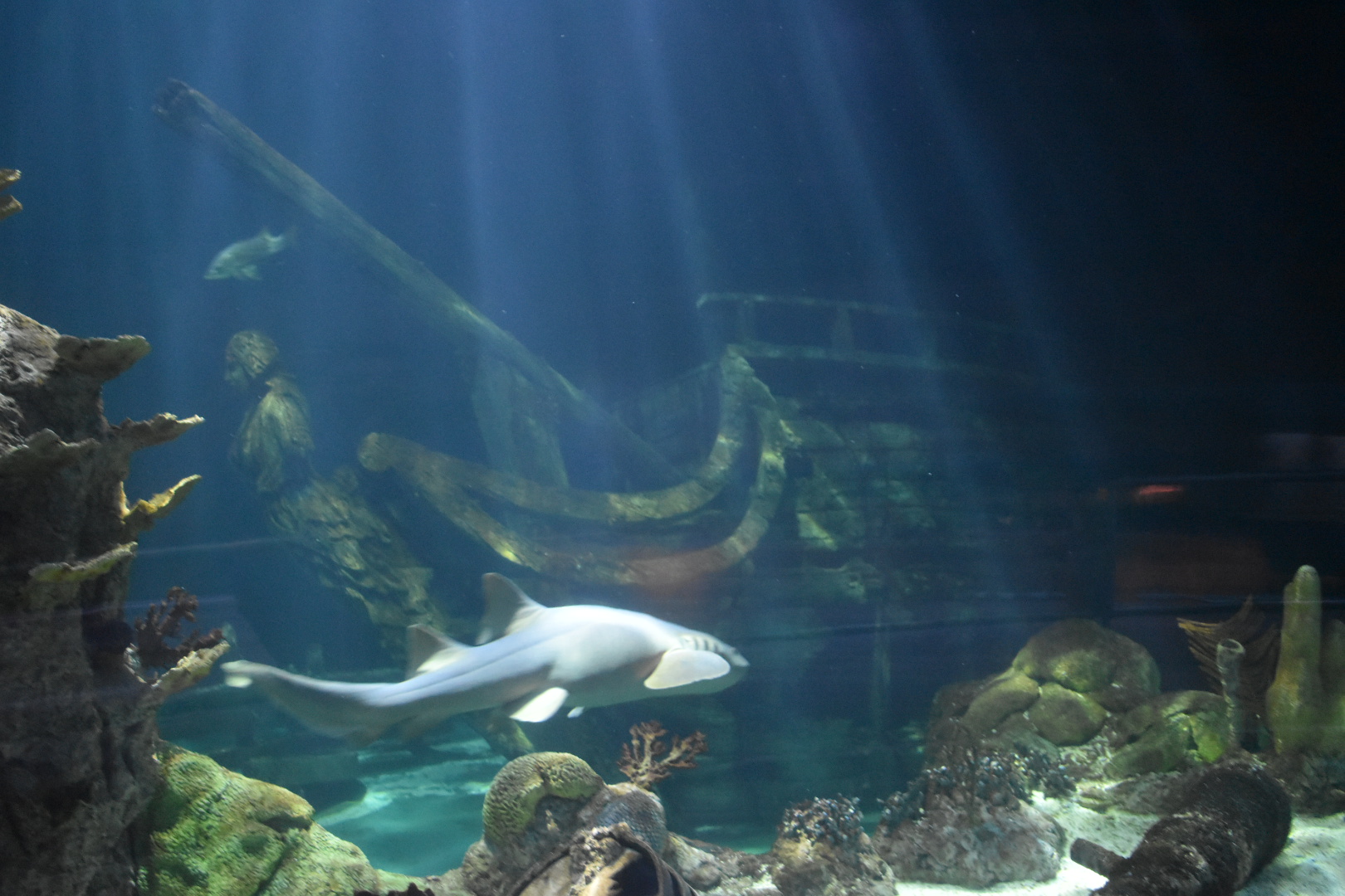 Nurse Shark Swimming