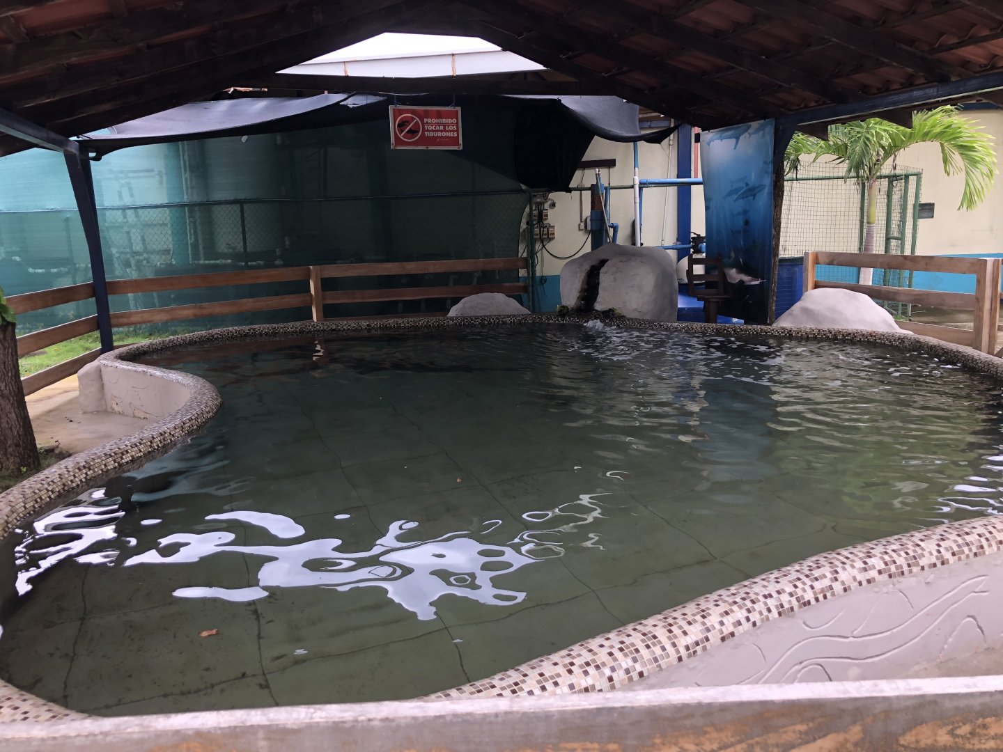 Nurse shark tank (Parque Marino del Pacifico)