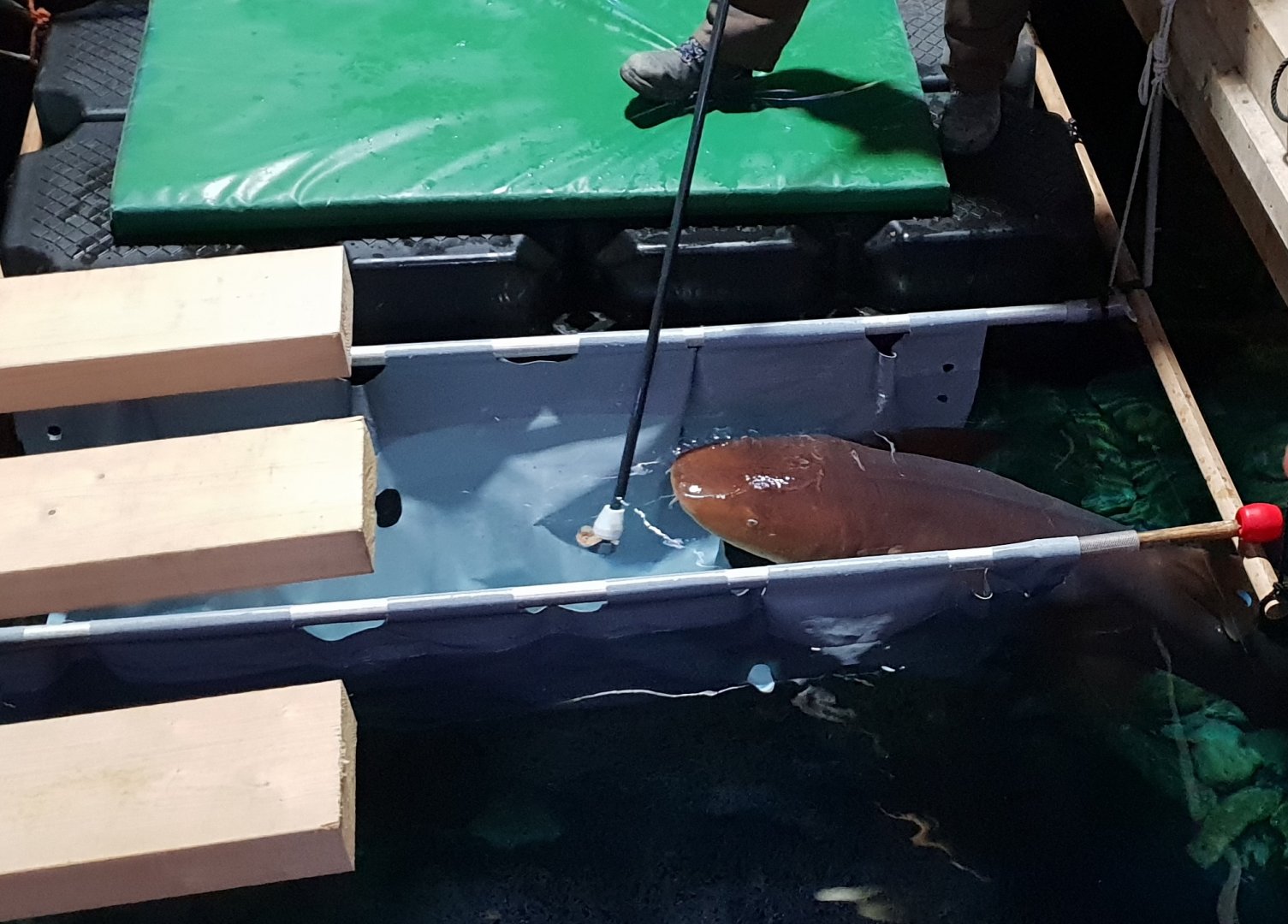 Nurse shark training