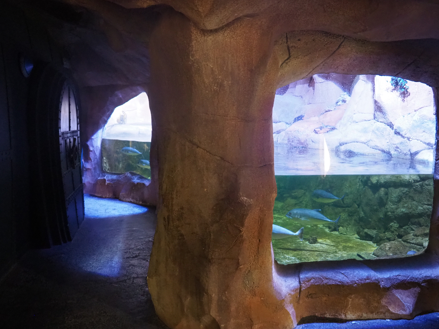 Nurse shark, Trevally and Stingray tank, 2022-09-14