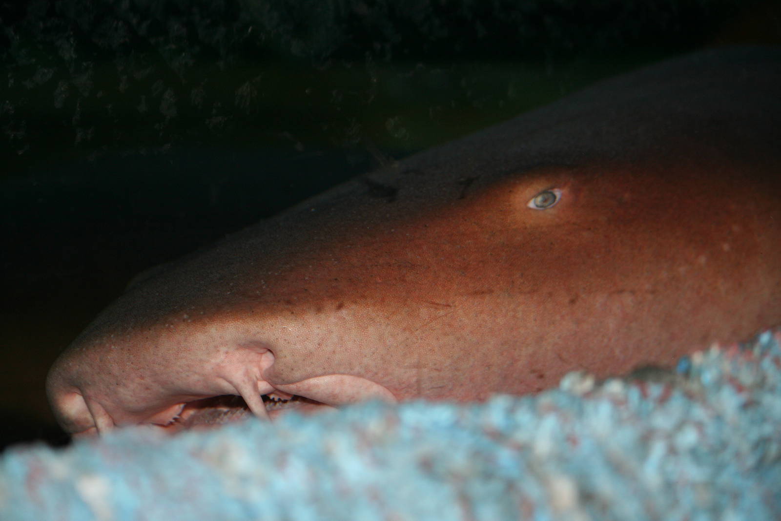 Nurse shark
