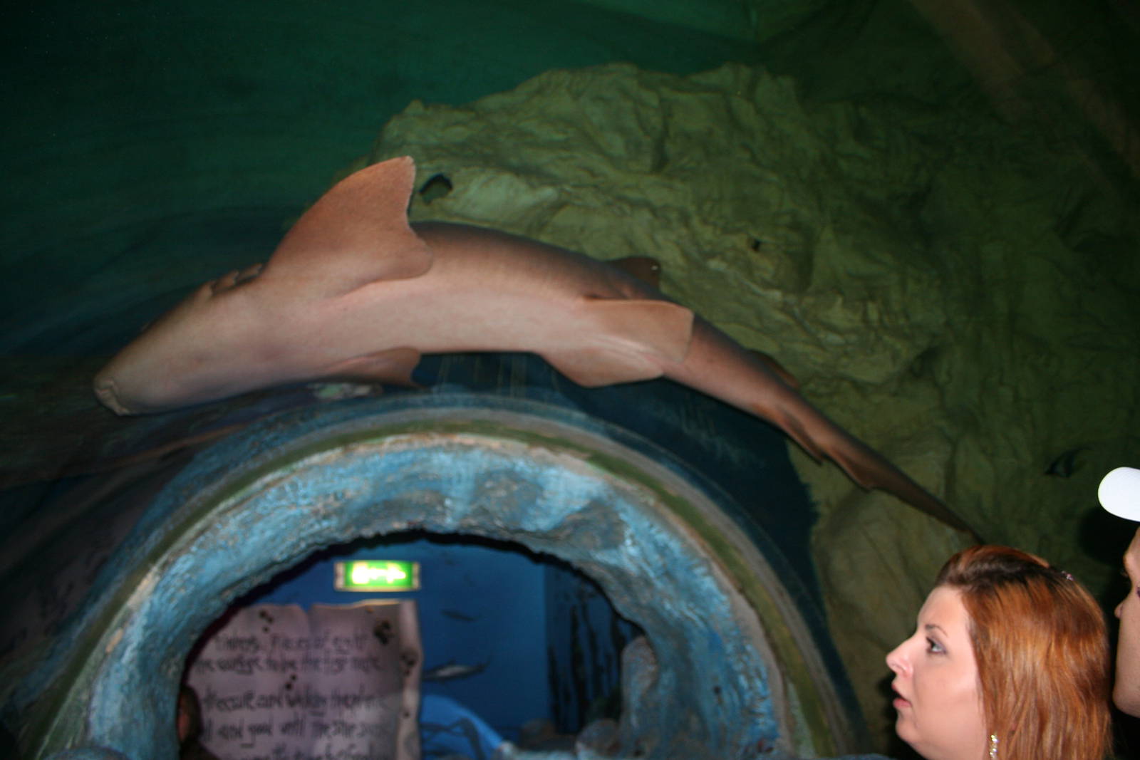 Nurse shark