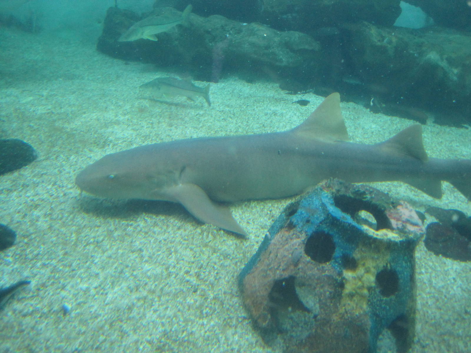 Nurse Shark