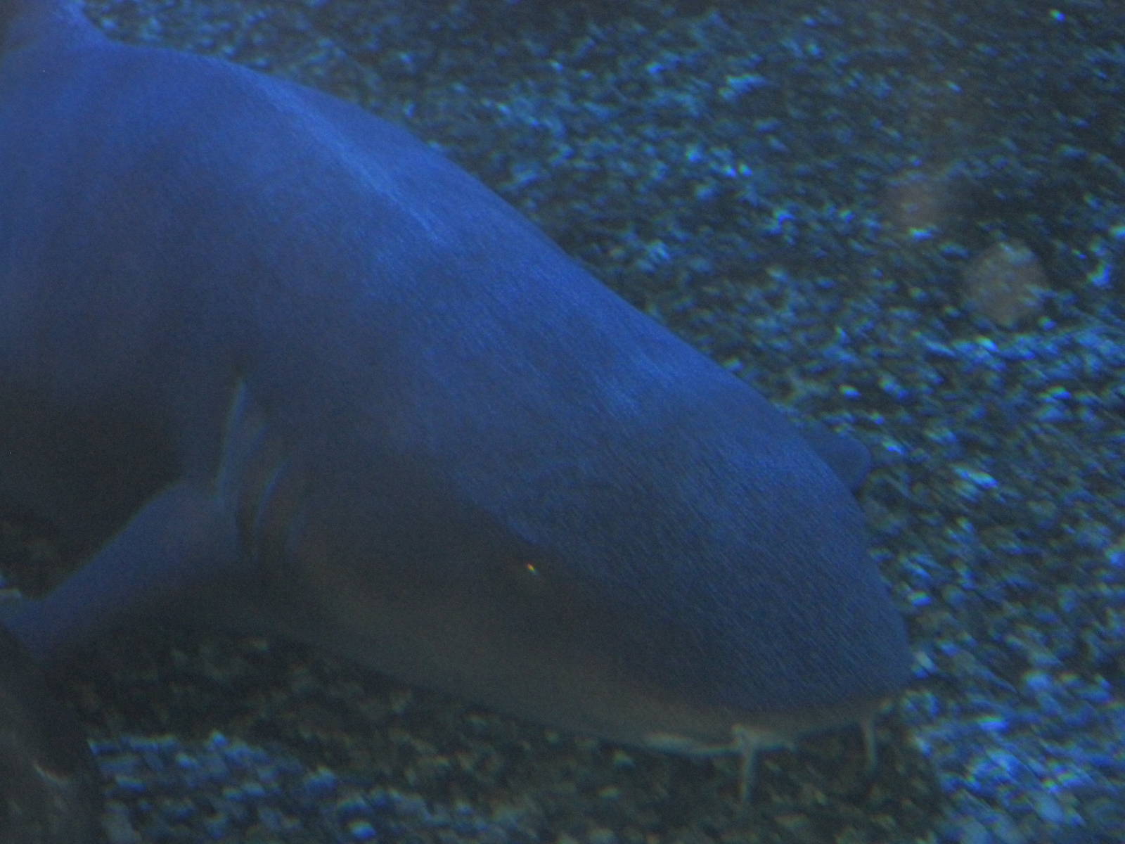 Nurse Shark