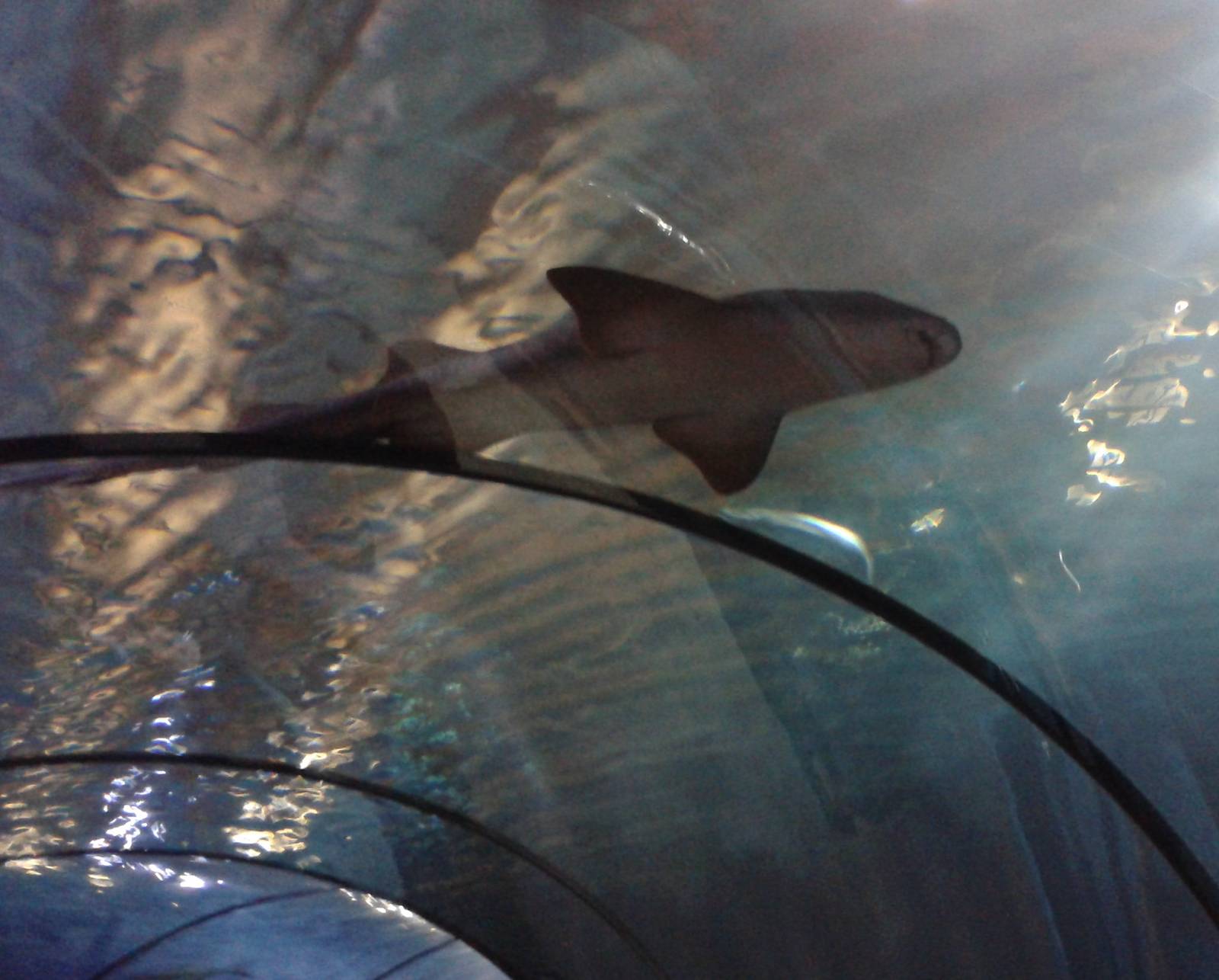 Nurse shark ?
