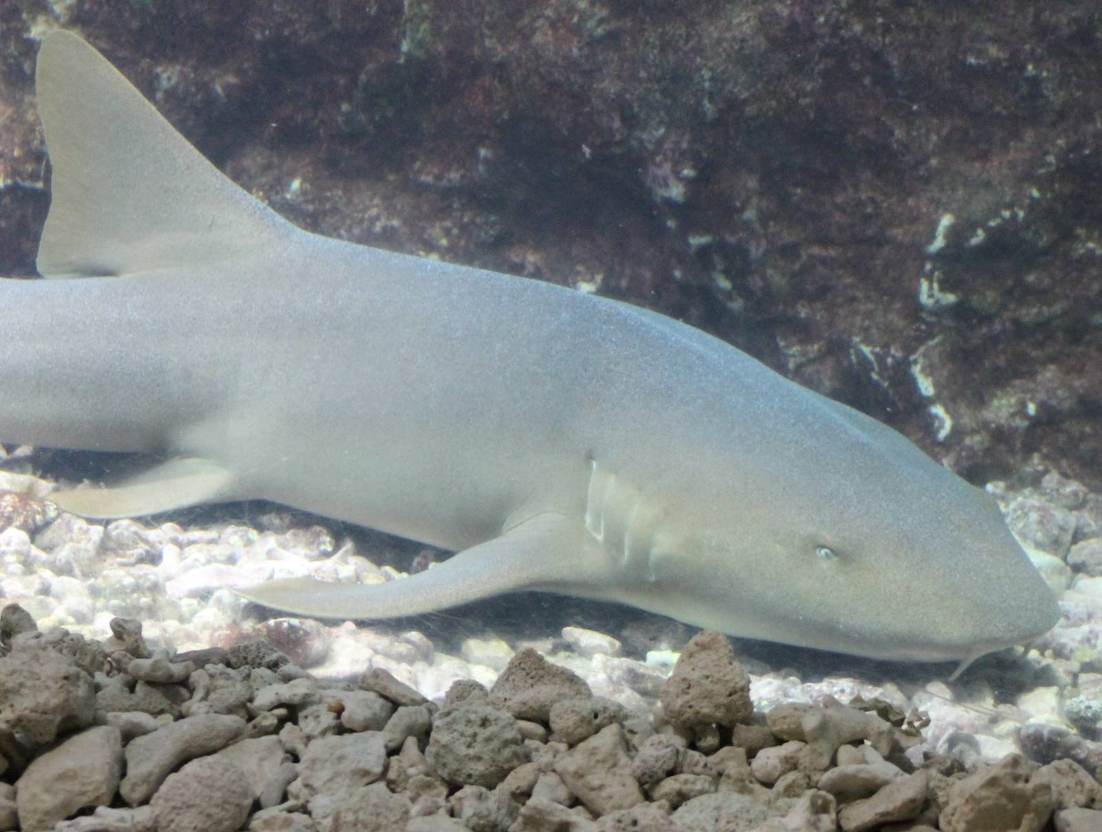 Nurse shark ?