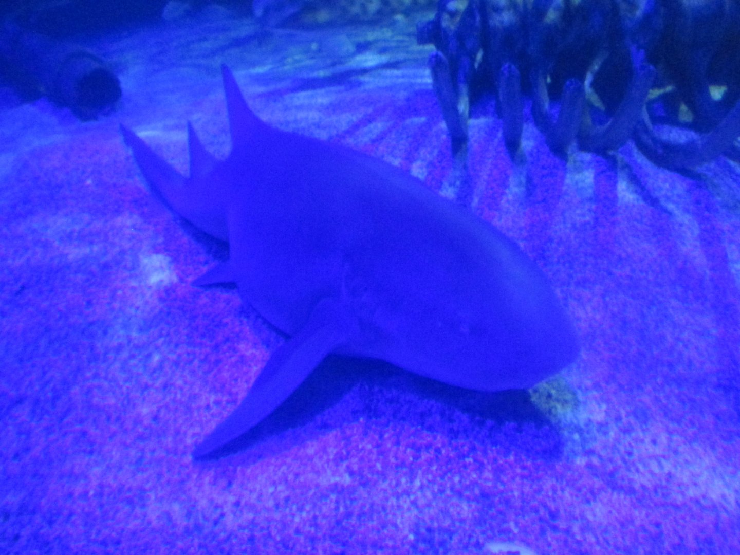 nurse shark