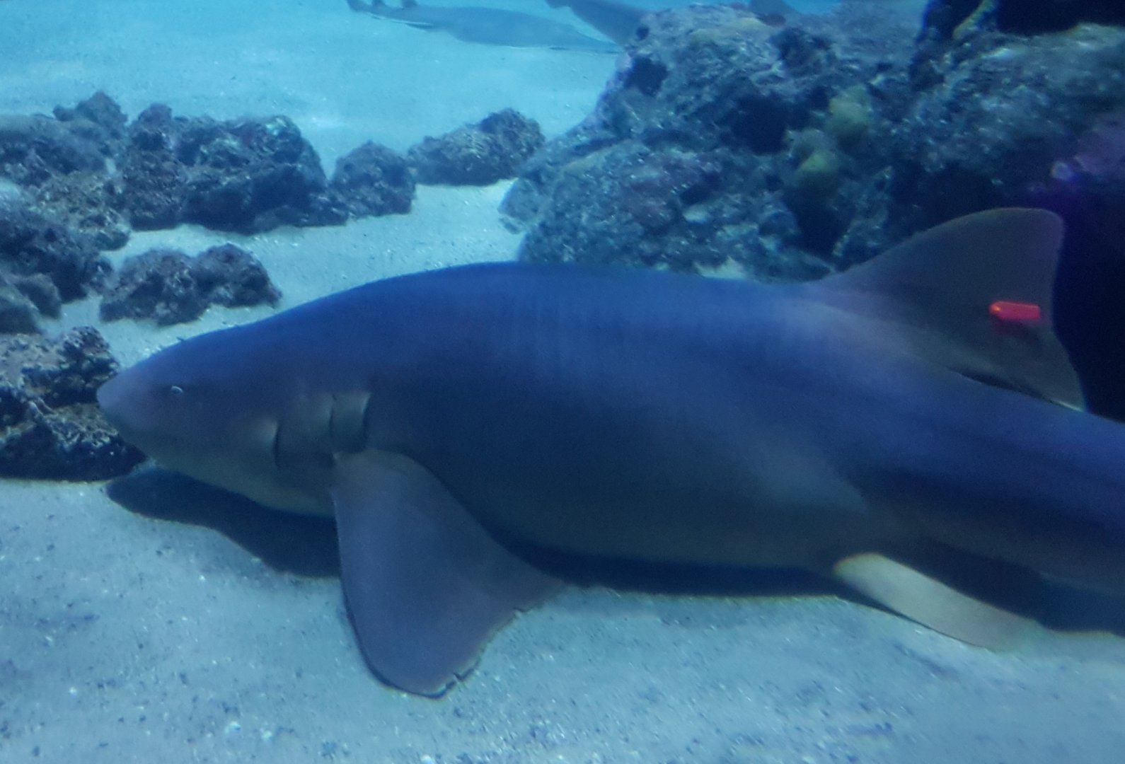 Nurse shark